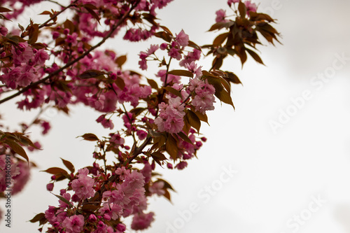Japanische Blütenkirsche an einem schönen Frühlingstag © Bálint Érlaki