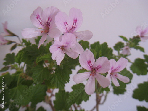 flores rosas de planta de citronela Repelente de insectos photo