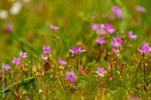 Wiese mit violett gef  rbte Pelargonie an einem sch  nen Fr  hlingstag