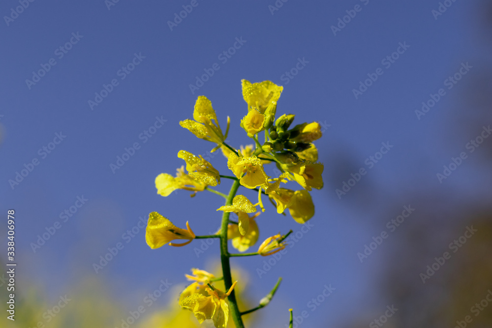 Sinapis arvensis, the charlock mustard in spring yellow blossom against a blurred green background. Close-up shot with tiny drops of dew. Sinapis arvensis, the charlock mustard in spring yellow blossom against a blurred green background. Close-up shot with tiny drops of dew.