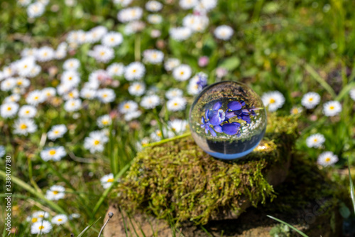 Crystal ball with grape hyacinth, dandelion flower and daisy on moss covered stone