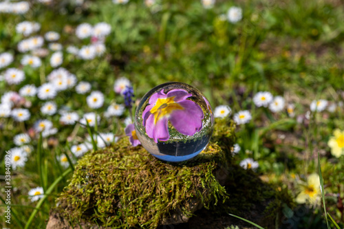 Crystal ball with pink primrose blossom on moss covered stone