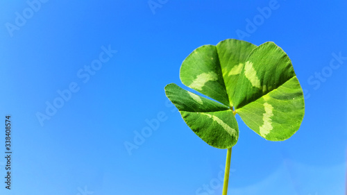 clover leaves isolated in blue sky background