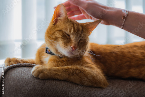 Slika na platnu A portrait of an adorable young domestic ginger tabby cat sat at home on the bac