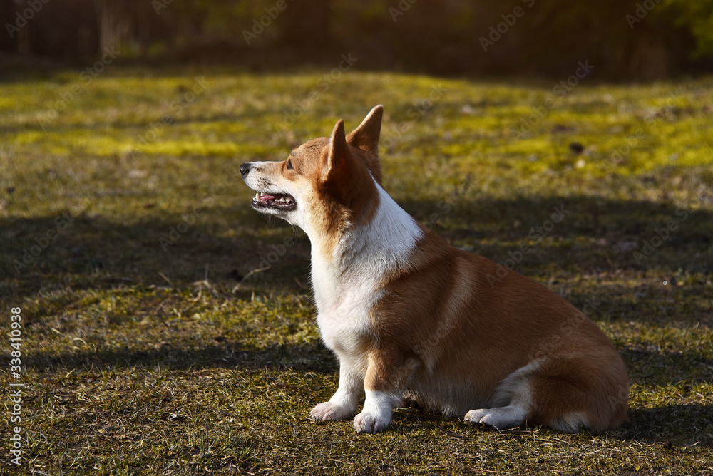 Welsh Corgi Pembroke