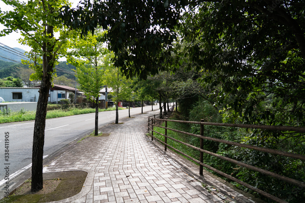 Obraz premium 緑のある道