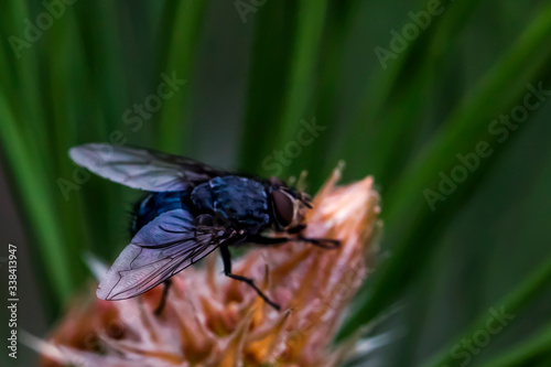 Fly macro photo. Blue fly in a natural habitat. Fly ns cone conifer. Wings, eyes, paws of a fly close-up. Macro photo of an insect © Эльвира Турсынбаева