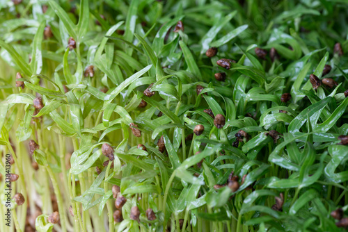 fresh micro green morning glory sprouts in tray   organic farm