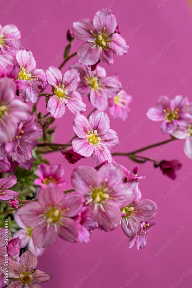 Naklejka zarte rosa Blümchen, Blütenteppich