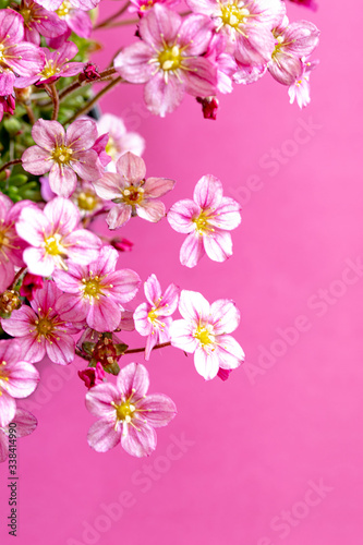 zarte rosa Blümchen, Blütenteppich
