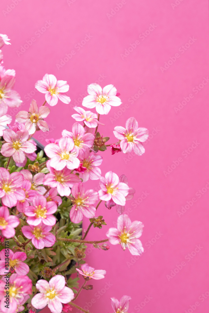 zarte rosa Blümchen, Blütenteppich zarte rosa Blümchen, Blütenteppich