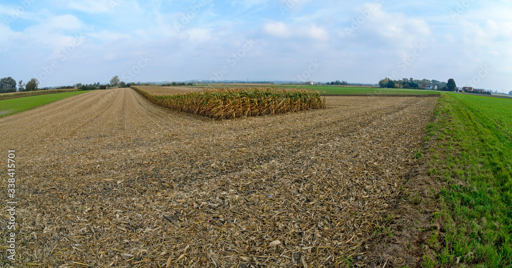 partly harvested corn field partly harvested corn field