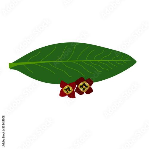 Santalum Album Sandalwood Leaf and flower isolated with white background