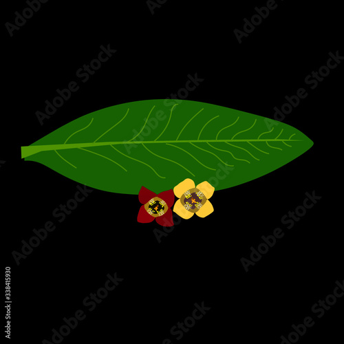 Santalum Album Sandalwood Leaf and flower isolated with black background