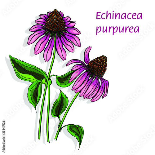 Echinacea purpurea flower with leaf on a white background. Vector illustration