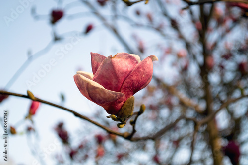 pink flowering magnoli in spring
