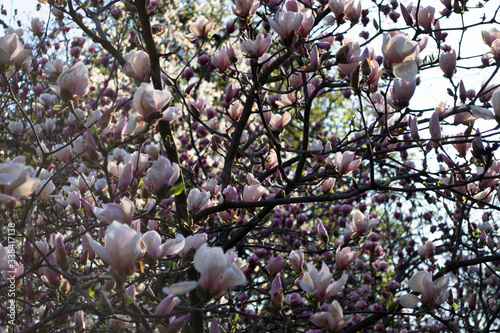 pink flowering magnoli in spring
