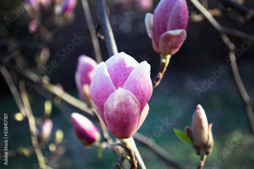 pink flowering magnoli in spring
