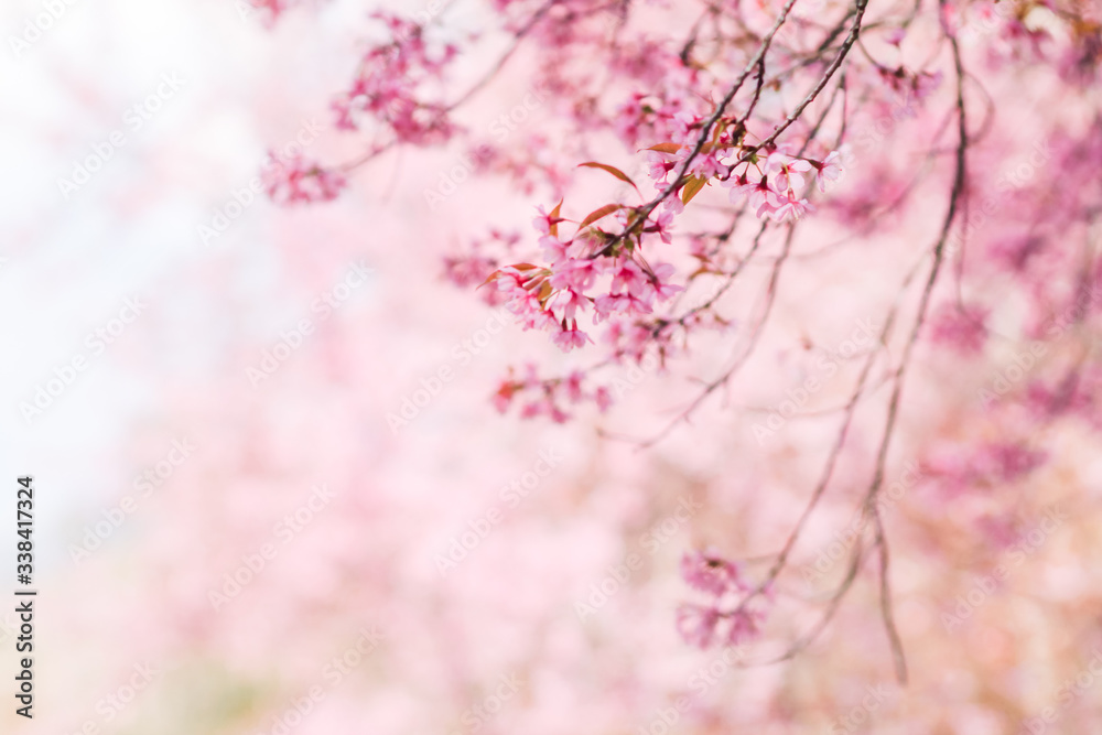 The blurred backdrop of the beautiful pink cherry blossoms blooming are cherry blossoms that were planted to promote tourism during the winter months and every year the pink blossoms bloom together.