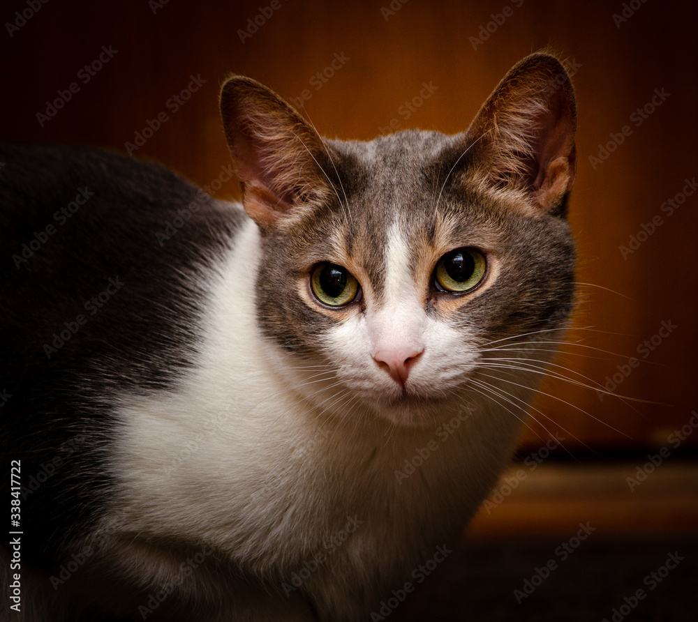 The concept of comfort in the house. 
The gray-white cat lies on a sofa. Cute beautiful pet.