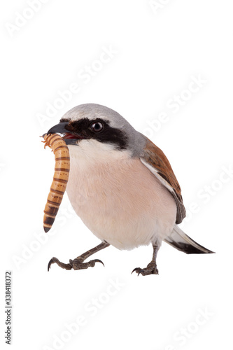 Red-backed Shrike beak contains a flour worm isolated on white