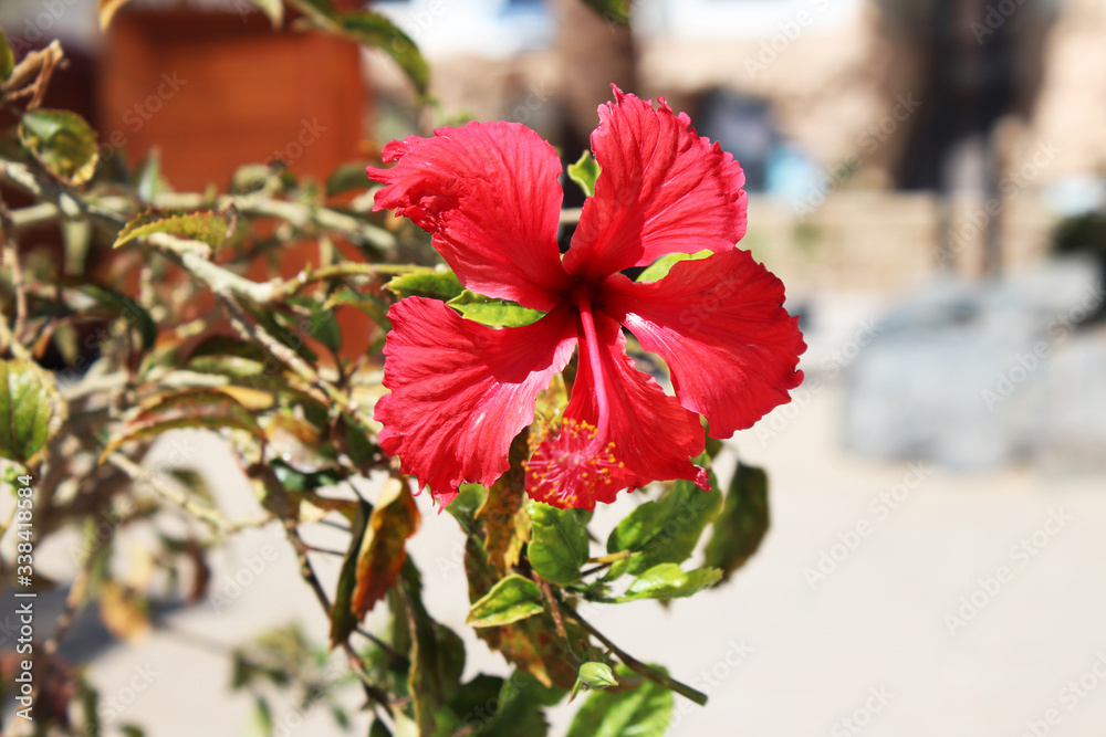 Big red hibiscus flower. Close up photo. Beautiful photo background. Horizontal Big red hibiscus flower. Close up photo. Beautiful photo background. Horizontal