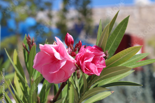 Beautiful pink oleander flowers. Close up photo. Natural photo background. Horizontal