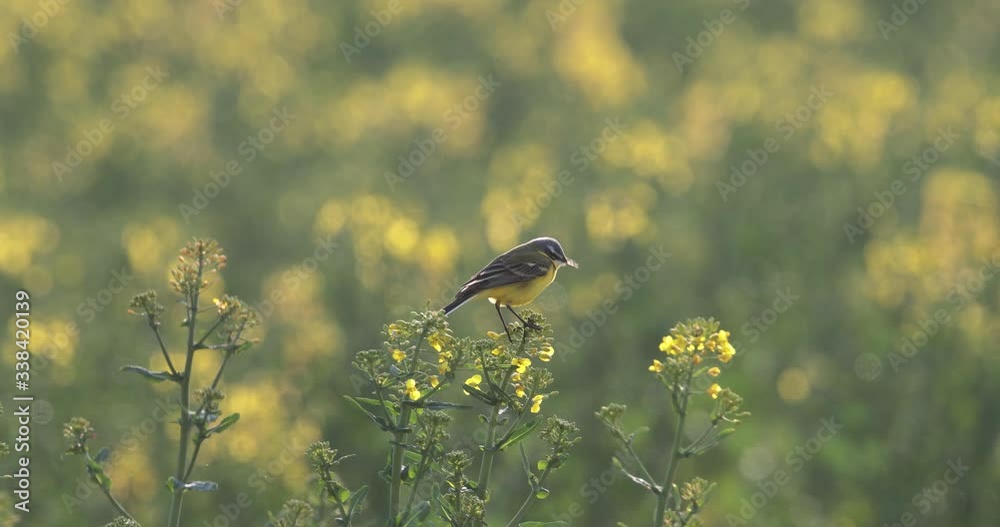 Bergeronnette printanière (Motacilla flava) s'envolant d'un colza
