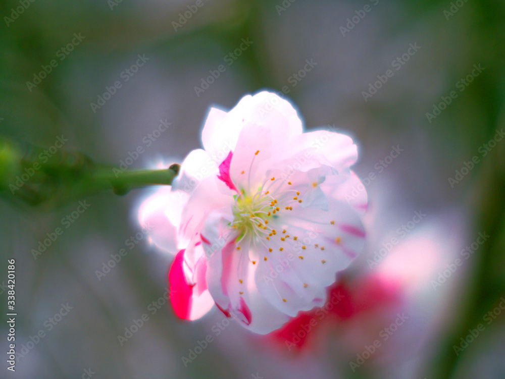 Obraz premium 赤と白の花びらハナモモ