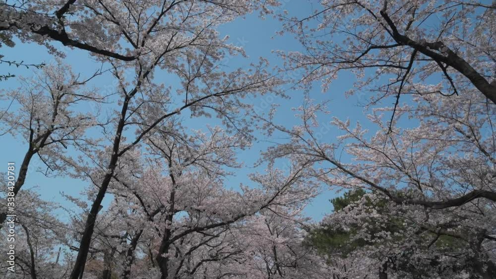 Cherry blossom walk happy in the trees Cherry blossom walk happy in the trees