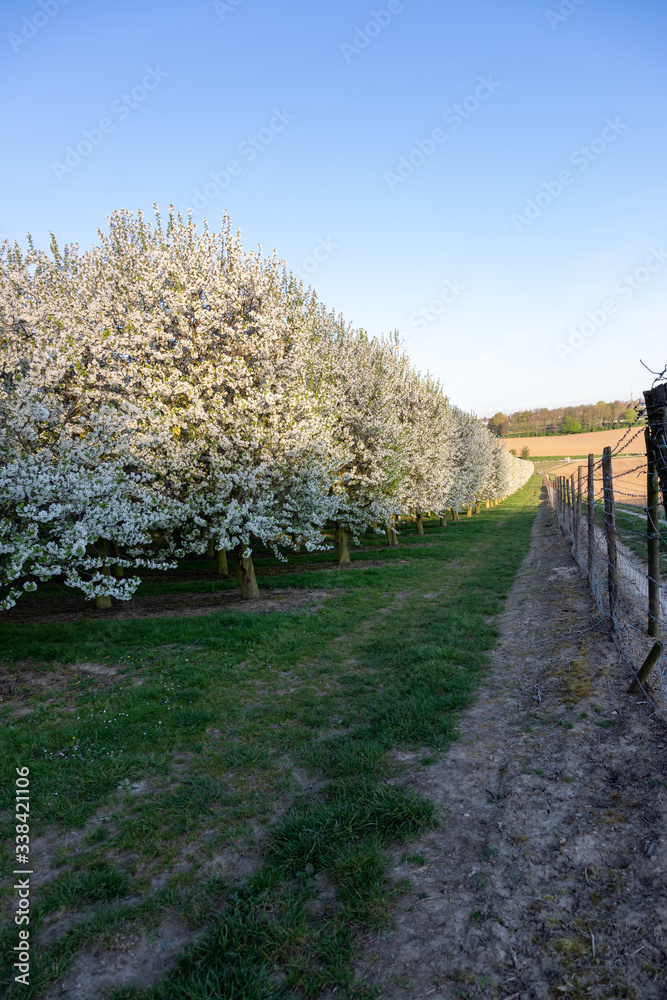 Field of apple fruit trees during sunrise in full bloom with blossom for new fruit to grow during spring