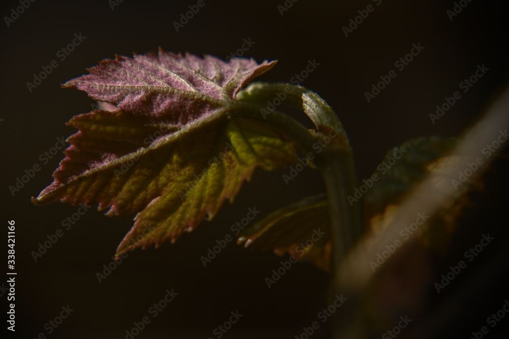 Obraz premium Young leaf of red grapes close-up in the dark background.