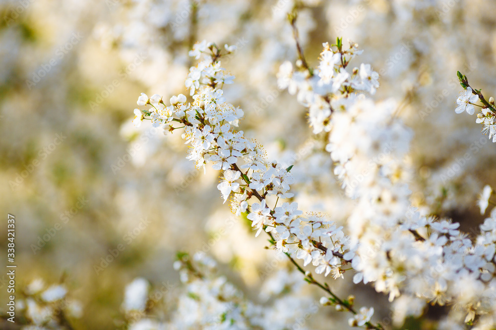 branch of shrub with small white flowers. spring.