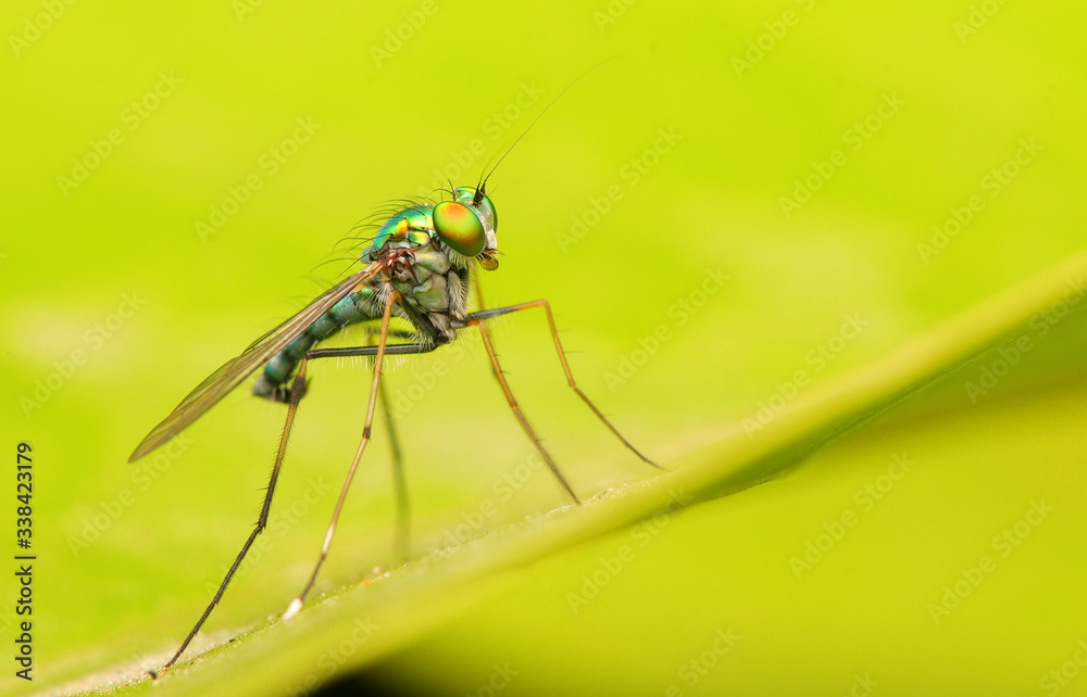 Fototapeta premium fly on green leaf