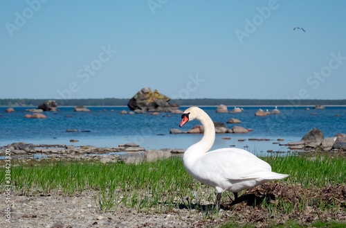 Swan on seashore.