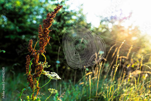 Spiderweb in the sunny forest