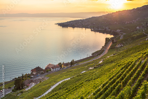 Vineyards in Lavaux region  Switzerland