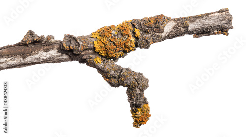 part of an old dry pear tree branch. isolated on white background
