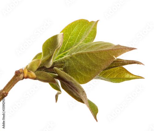 Lilac bush branch with green leaves. isolated on white background