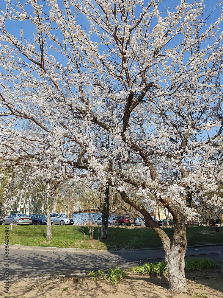 cherry blossom in spring