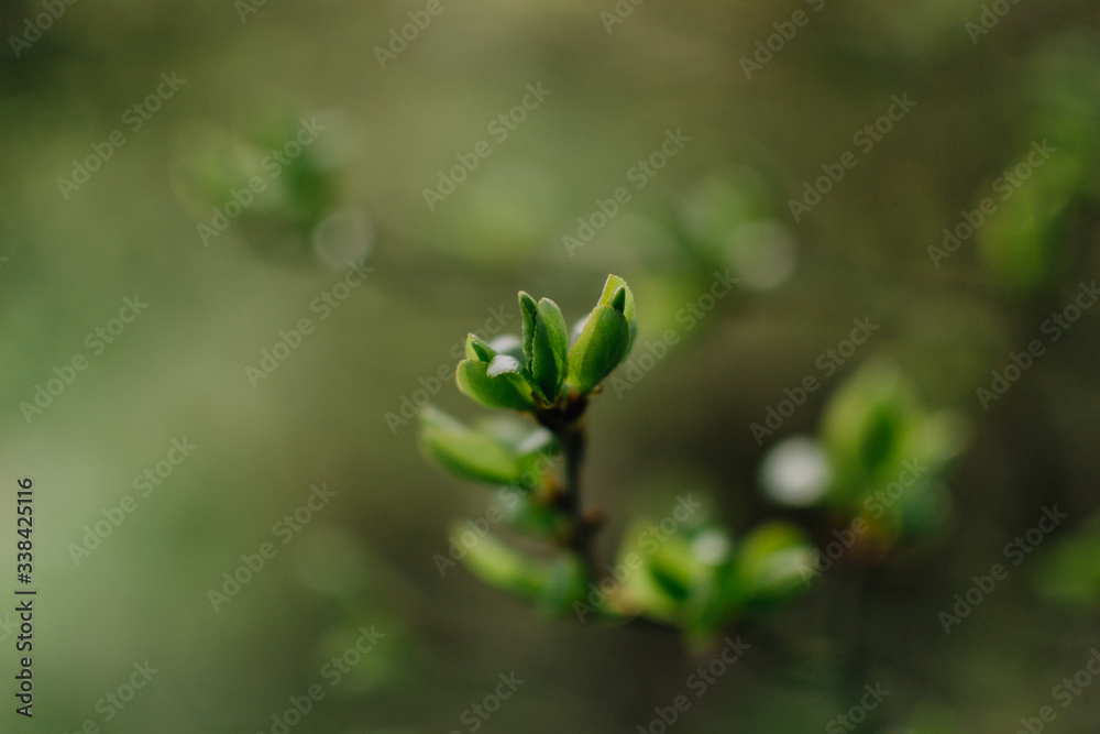 green leaves in spring green leaves in spring