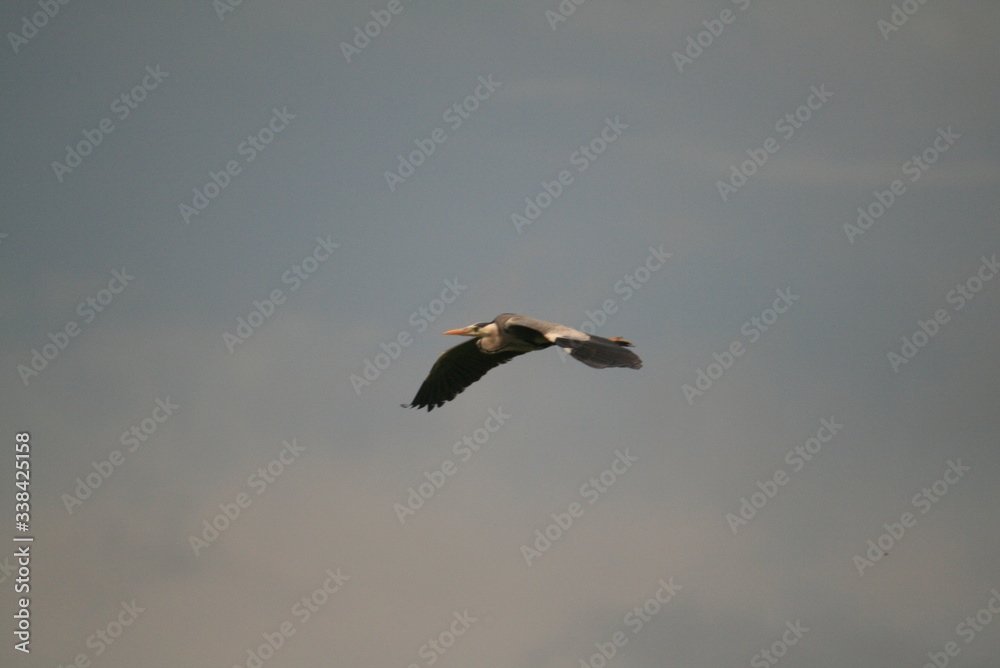 Grey heron (Ardea cinerea) flying in nest period Grey heron (Ardea cinerea) flying in nest period