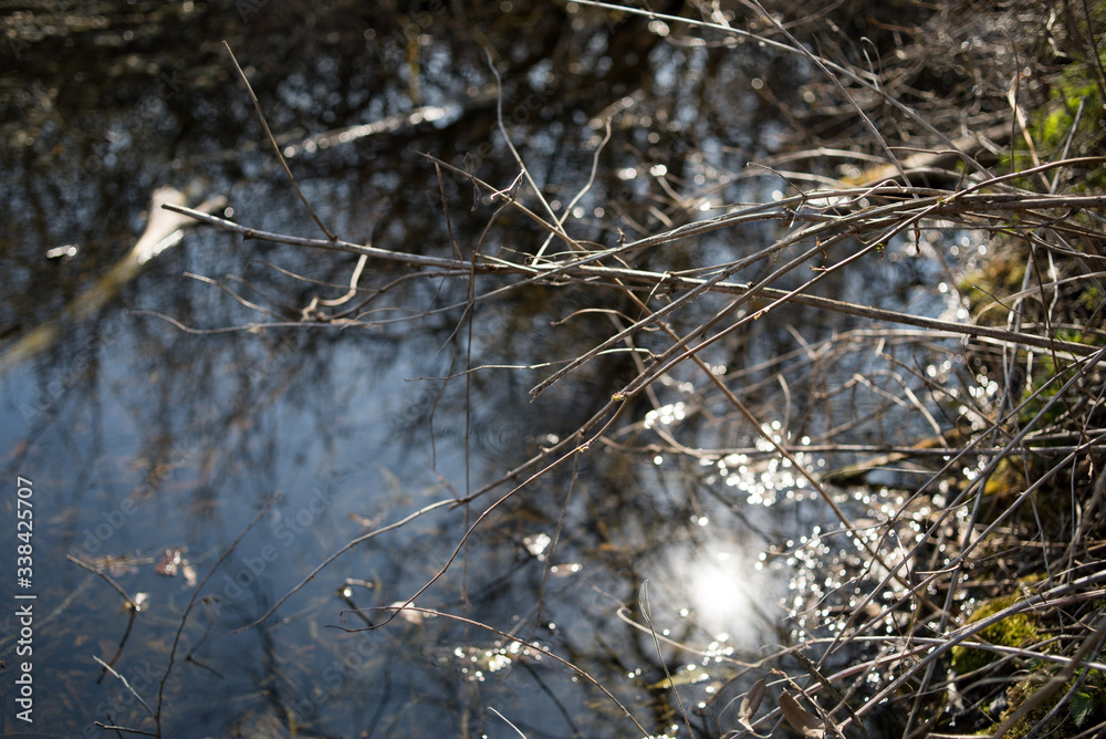 Wetland with trees in the water Wetland with trees in the water