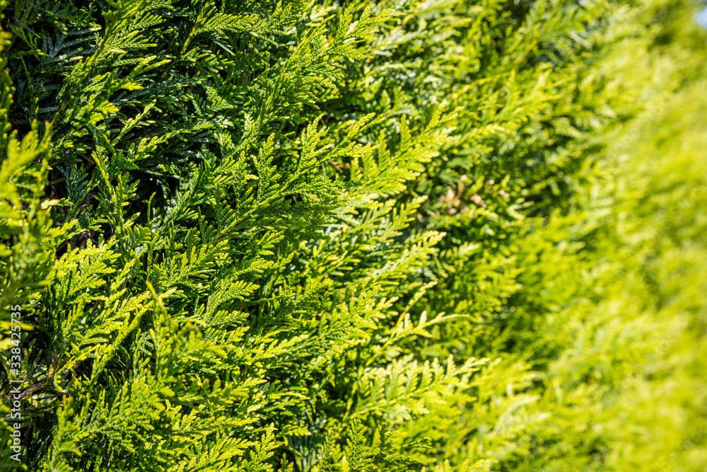 Haie de sapin verte au soleil au printemps Haie de sapin verte au soleil au printemps