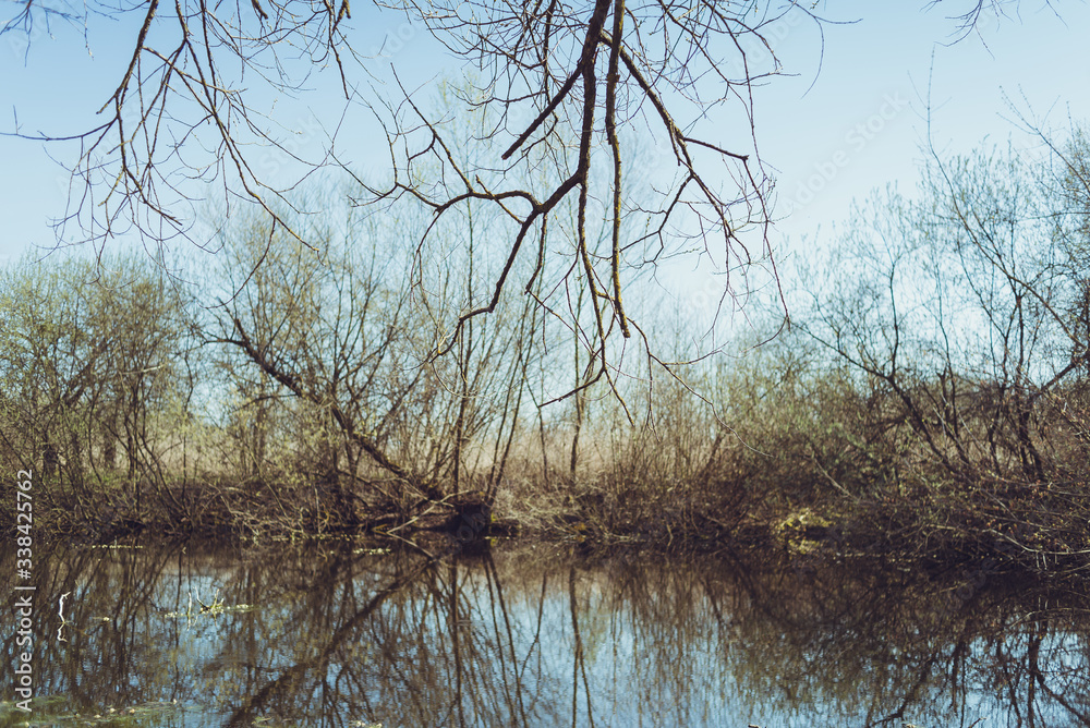 Wetland with trees in the water Wetland with trees in the water