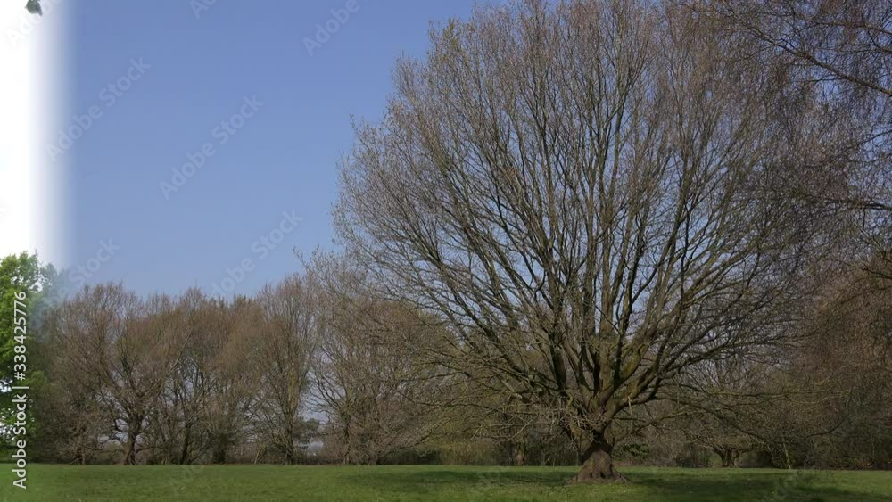 Deciduous trees in the english countryside UK 4K Deciduous trees in the english countryside UK 4K