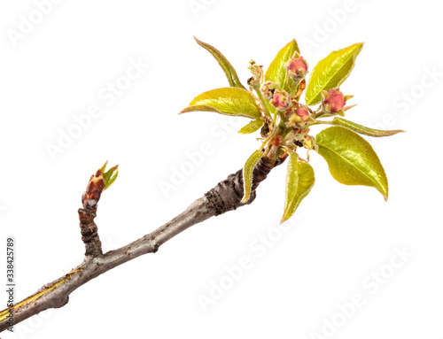 flowering pear close-up. isolated on white background
