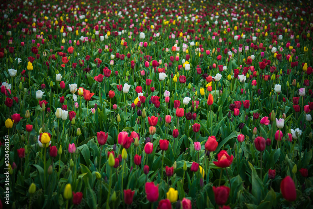 Field of multi colored blooming spring tulips