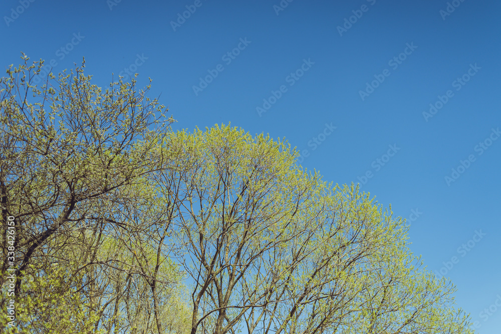 Flowering decorative trees in the city in spring Flowering decorative trees in the city in spring