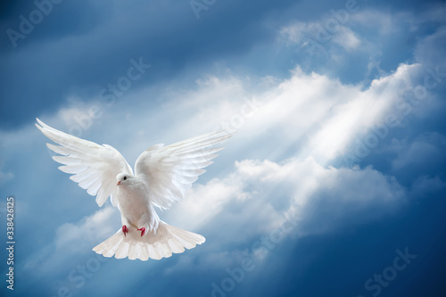 Dove in the air with wings wide open
